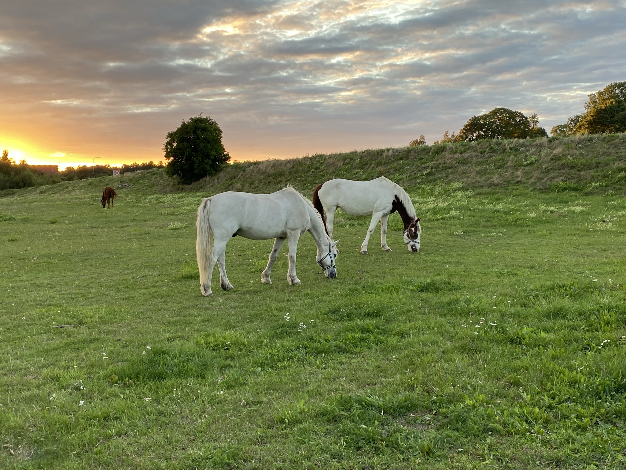 Två hästar betar i solnedgången