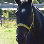 Why Centerfold Z (Zelda)