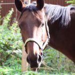 Pointyard’s Dream (Polly)