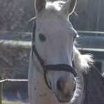 Chasse Spleen Z (Chasse)